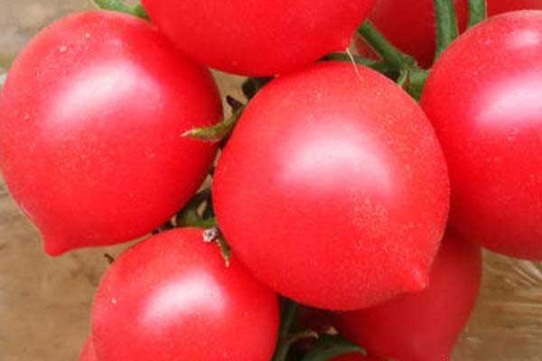 圣女果和西红柿的区别（外表、颜色、味道等不同）