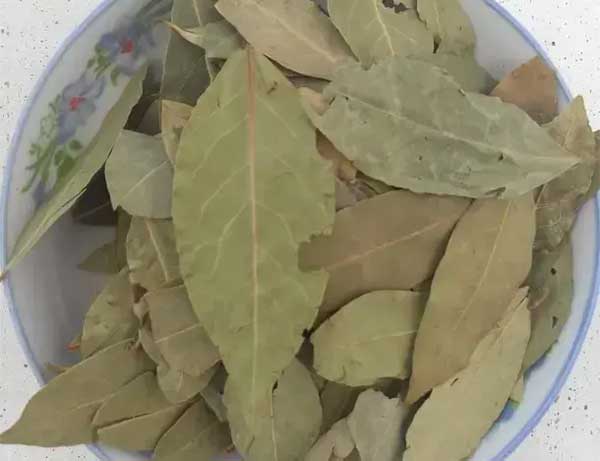 香叶是什么树的叶子（是桂花树叶吗）
