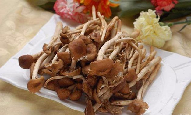 茶树菇
