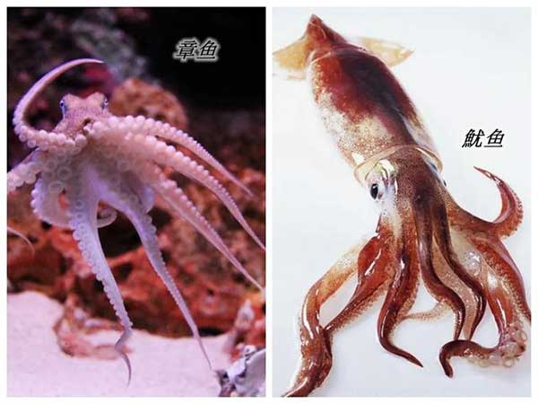 章鱼和鱿鱼的区别（外观、习性、食用方法不同）
