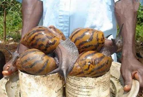 非洲大蜗牛能吃吗（不能吃）