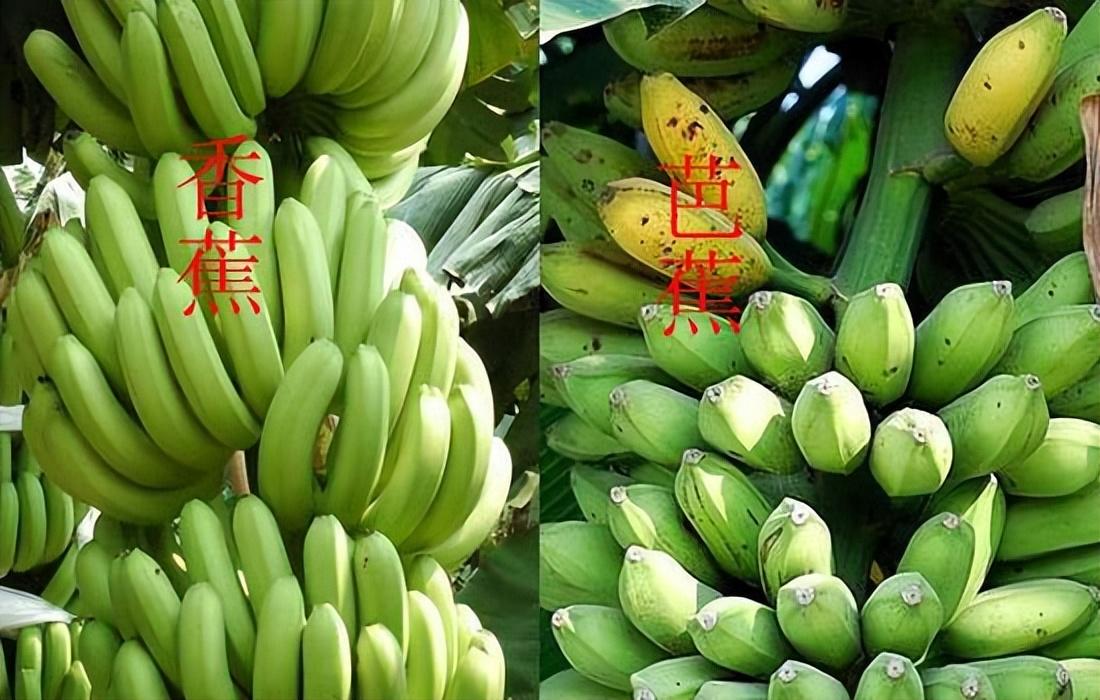 芭蕉和香蕉的区别是什么（区分方法）