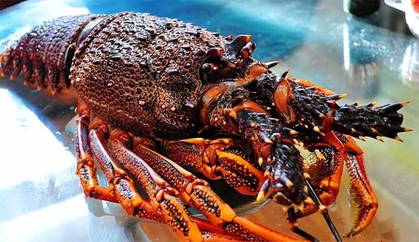 澳洲龙虾多少钱一斤