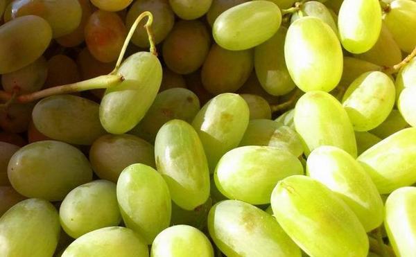 马奶葡萄多少钱一斤