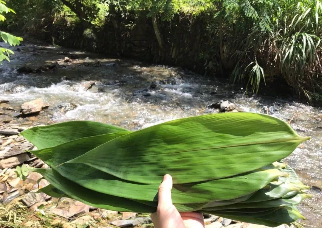 箬竹叶